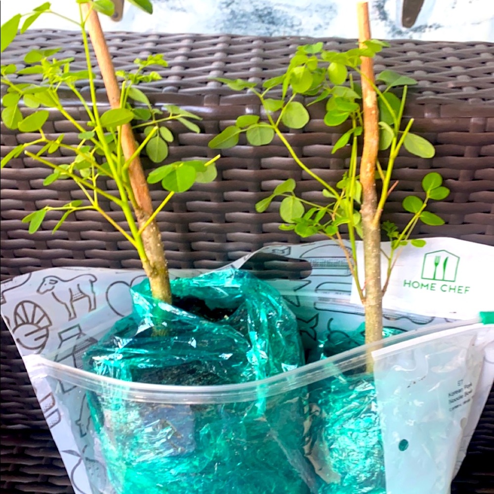 Moringa (RESERVED FOR REGINA)